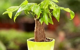 苹果树的浇水技巧（多久浇一次水，让苹果树更健康成长）
