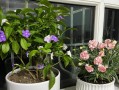 康乃馨的室内养护（打造舒适的花园氛围，康乃馨值得拥有）