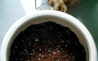 如何应对沙漠玫瑰水浇多的问题（预防和处理措施，避免损失）