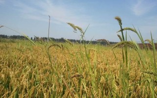 黑龙江农作物丰收的背后（探访黑龙江农业生态之都）