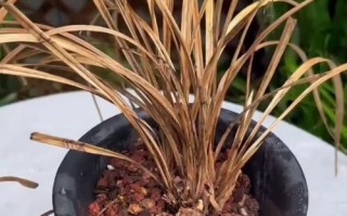 如何有效治疗兰花草叶尖发黑问题（保护兰花草健康成长，让叶尖再次恢复绿色）
