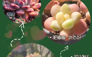 多肉植物的肥大方法与技巧（打造丰满多肉，让它们健康茁壮）