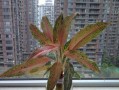水培助草的培育技巧与方法（以水培粗助草为例，轻松打造室内绿色空间）