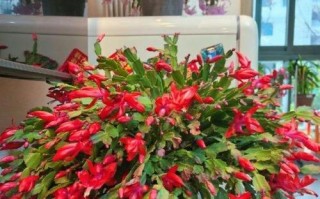 客厅花卉风水大全（打造温馨的客厅，从这些花卉开始）