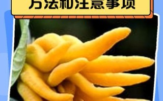 冬天如何养殖千佛手？