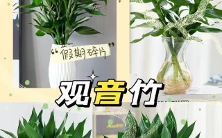 观音竹的土养技巧（掌握正确的土壤、水分和养护方法）
