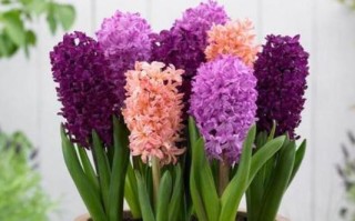 风信子盛开的春天（探秘风信子开花的季节和月份）
