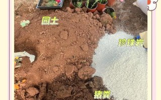 家庭养花的首选——育苗基质土（为您打造理想的养花环境，一步步培育健康繁盛的花朵）