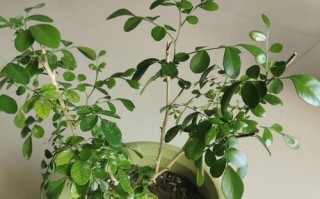 探索九里香花朵长不大的原因与解决方法（解密九里香花朵生长的秘密，让它绽放美丽）