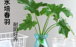 水培龟背竹的养护（让你轻松打造绿意盎然的家居空间）