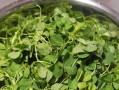 草头是什么？草头的别名、特征和用途详解（认识草头，了解这个神奇的植物）