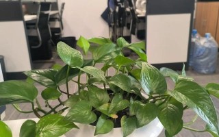 水培蔬菜的养气根技巧（掌握养气根技巧，打造健康水培蔬菜）