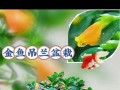 打造宜人生活环境——金鱼吊兰的摆放技巧（打造宜人生活环境——金鱼吊兰的摆放技巧）