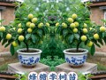 李子树的寿命有多久？（探究李子树的生命周期和生长环境）