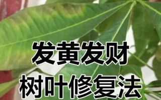 十月份发财树叶子发黄的原因及应对方法（保持发财树的健康）