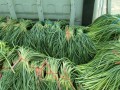 山东蒜苔收获时间及技巧（掌握时机等待丰收）