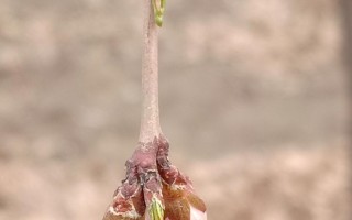 探秘桃树开花结果时间（几月开花？什么时候结果？）