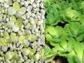 浮萍的生态特征及分类研究（探究浮萍的物种特征和分布范围）