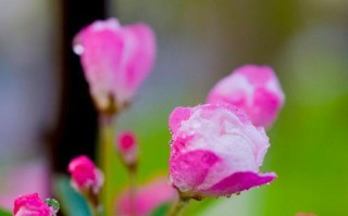 海棠花的喜光习性（喜阳光的海棠花）