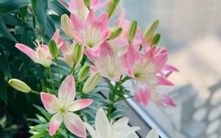 百合花的开花周期及时间（了解百合花开花的秘密，打造美丽花园）