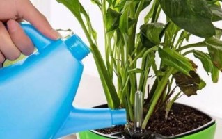 阿司匹林可以给茶花浇水吗？（了解阿司匹林的药性和适用范围）