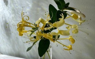 金银花修剪方法（让您的金银花常青常美）