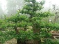 白蜡盆景的养殖方法和养护要点（一份详细的白蜡盆景养护指南）