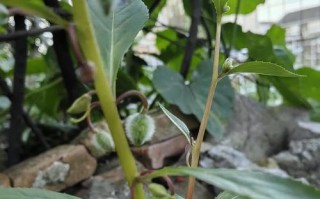 中国凤仙的种植技巧与养护要点（了解凤仙，让你的花园充满魅力）