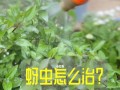 土办法祛除花上的蚜虫（家庭绿植保护的一些经验和技巧）