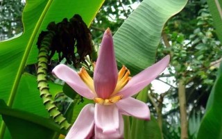 芭蕉科花卉介绍（探寻芭蕉科花卉的美妙世界）