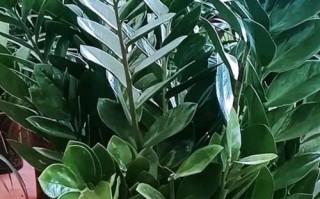 如何养护冬季的金钱树？（冬季金钱树养护全攻略，让你的植物健康茁壮！）