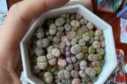以多肉生石花化水的方法及注意事项（培养生石花，一起开启多肉世界的奇幻之旅！）
