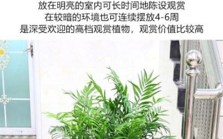 怎样分盆让凤尾竹更容易成活？（学会正确分盆，保障凤尾竹生长的健康）