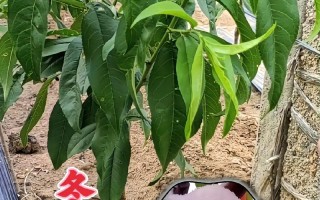 冬桃种植条件及适宜气温区域（了解冬桃的生长环境和气候要求，让你轻松成为冬桃种植专家）