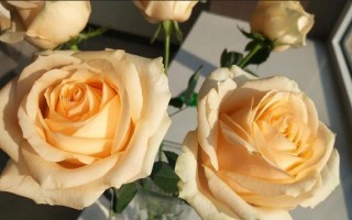 解读香槟玫瑰的花语（探寻香槟玫瑰的深层含义，感受生命之美）
