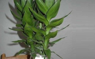 富贵竹的水分管理（春夏秋冬，如何科学浇水？）