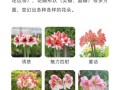 朱顶红红叶尖之神秘现象（探索朱顶红叶尖为何呈现红色的奥秘）