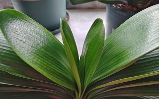 玉麒麟开花（奇迹般的绝美花朵与传说中的神兽）