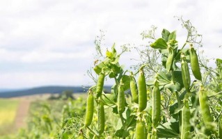 豌豆种植技巧详解（豌豆的生长环境、栽培方法、病虫害防治一网打尽）
