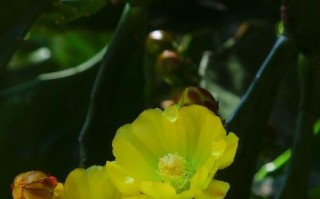 仙人掌花的美丽与神秘（探索仙人掌花的形态、色彩与繁殖方式）