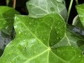 常春藤的浇水方法（怎样浇水才能让常春藤叶子绿绿？）