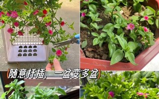 日中花养殖技巧（从土壤到光照，全方位提高养花成功率）