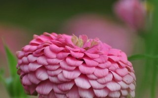 百日草花的象征意义（探索百日草花代表的文化符号）