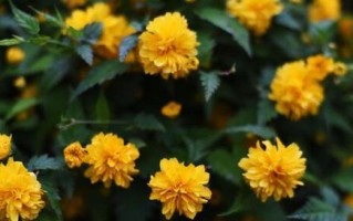 菊花的生长环境及生长地方条件（探寻菊花生长的奥秘）