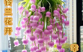 铃兰开花后的处理方法（让铃兰开花更加美丽的技巧）