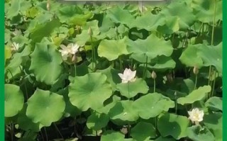 荷花的生长规律与特性（探究荷花的生长过程及习性，了解荷花的生态适应）