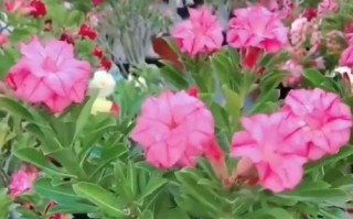 如何解决以水养玫瑰花不开花问题（提供有效方法让玫瑰花绽放迷人的花朵）