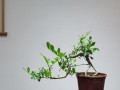 如何正确养护虎皮榕（虎皮榕养护要点及技巧）