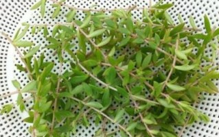 垂盆草的水培养殖技巧（掌握水培垂盆草的秘诀，让生活更美好）