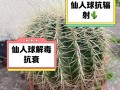 如何正确消毒仙人球？（有效保护仙人球健康的消毒方法）